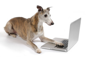 Whippet dog working on laptop